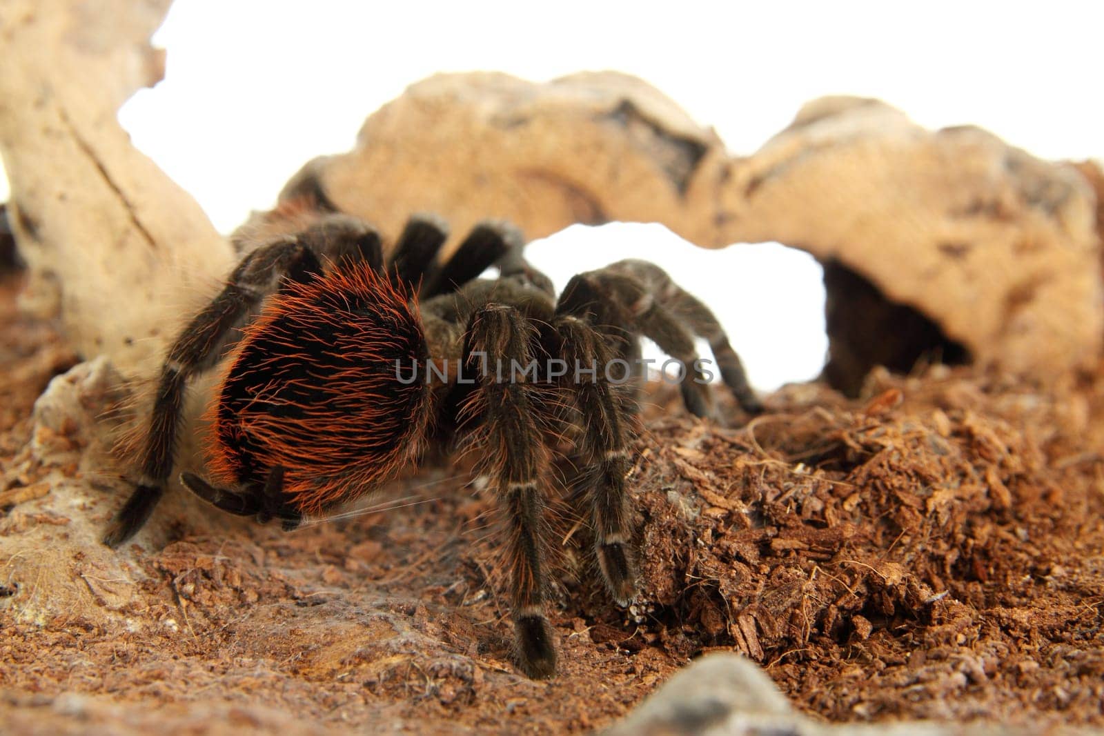 Tarantula Brachypelma vagans in terrarium