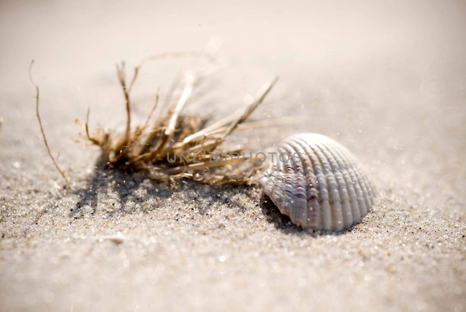 Seashell on the beach