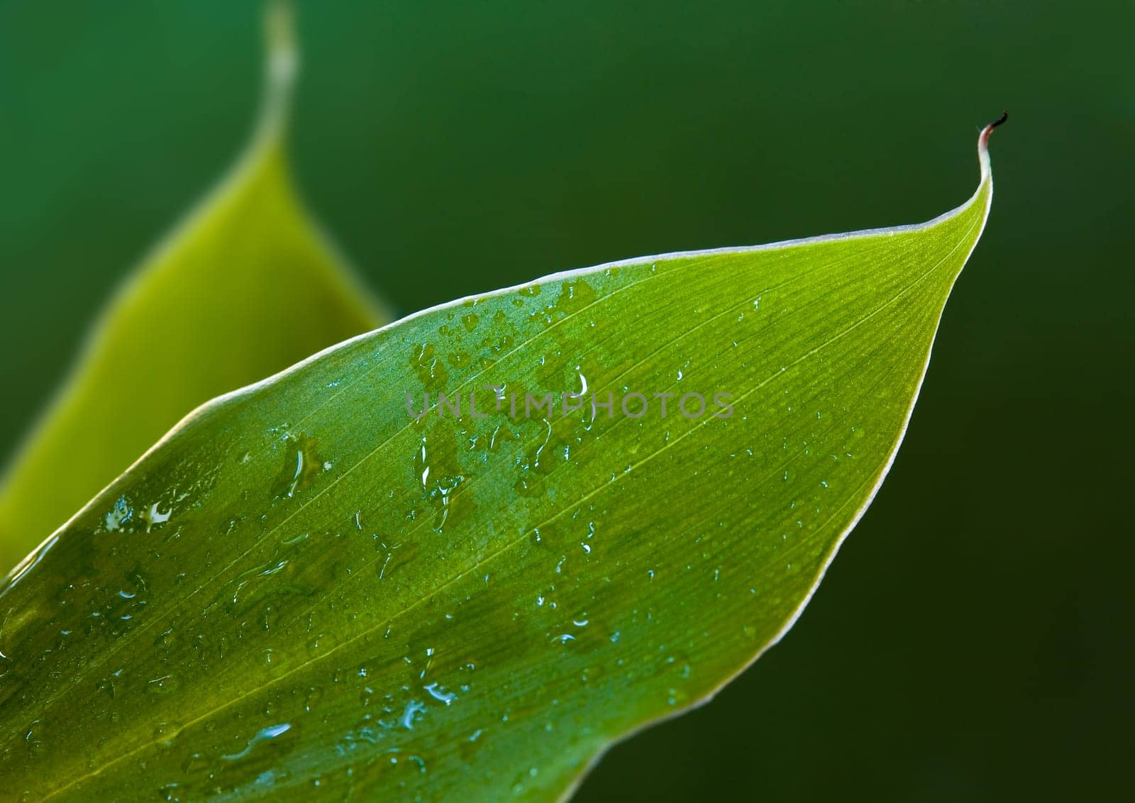 Banana leaf in the sun
