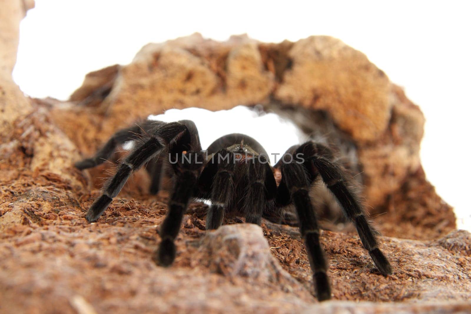 Tarantula Brachypelma vagans in terrarium