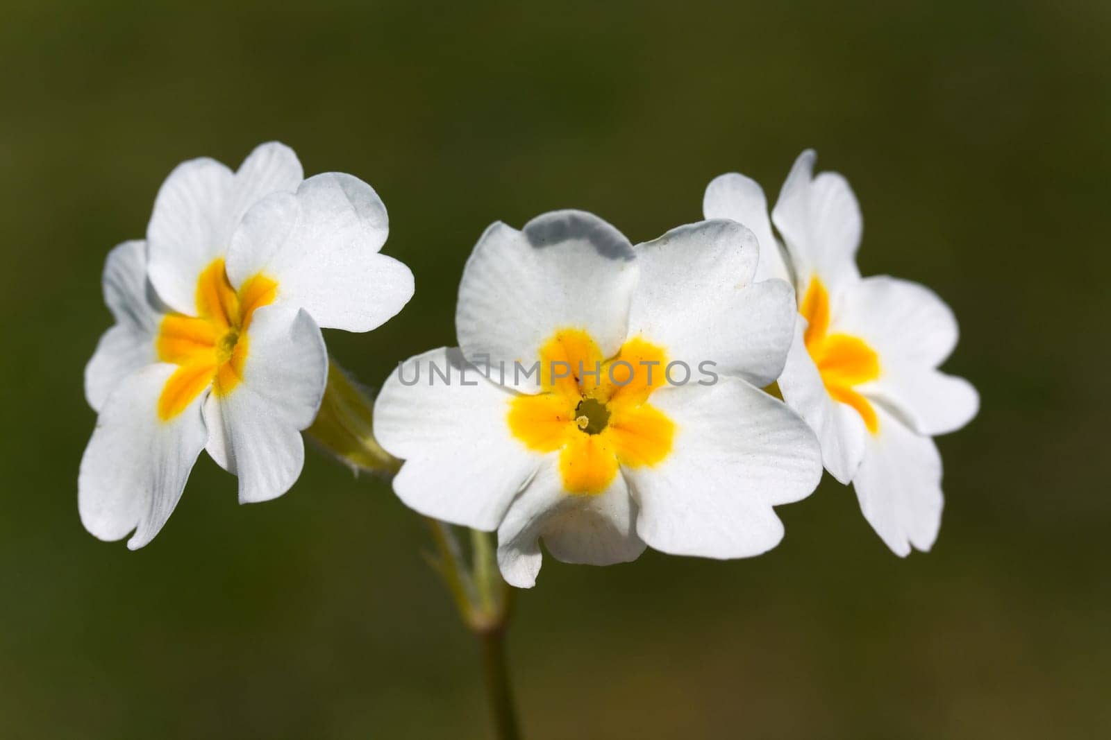 White Pansies