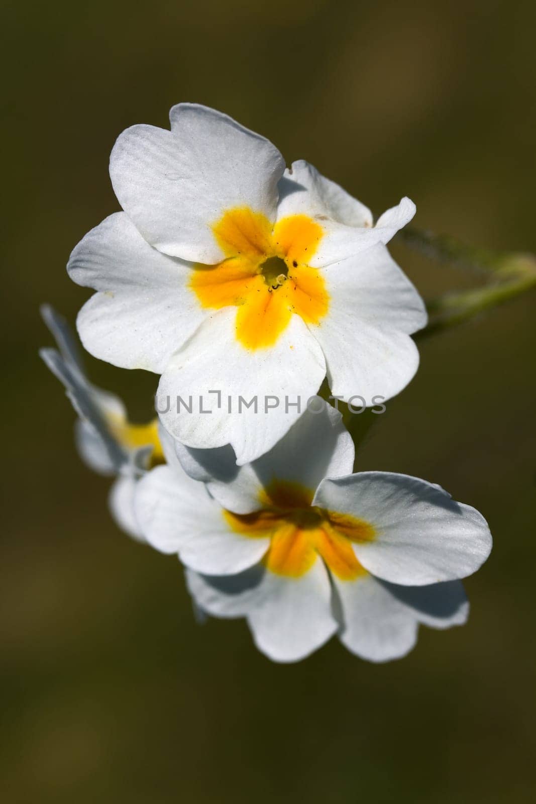 White Pansies