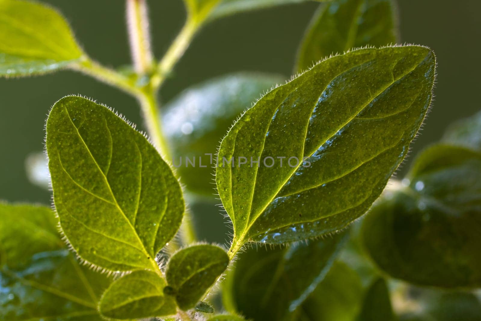 Oregano,macro