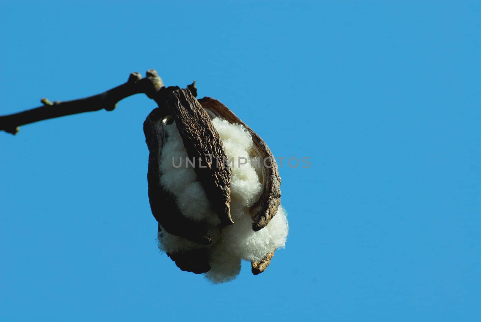 Cotton tree in Barcelona