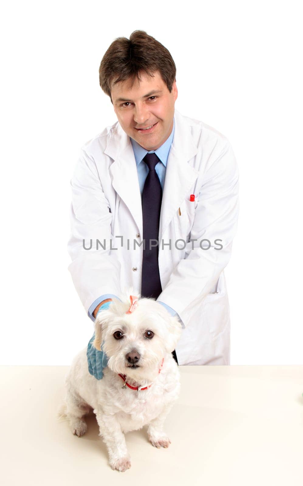Vet holding dog on table