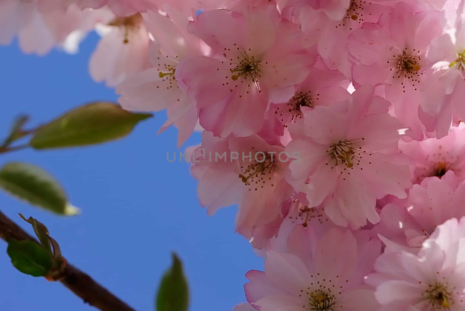 Blossom Magic
