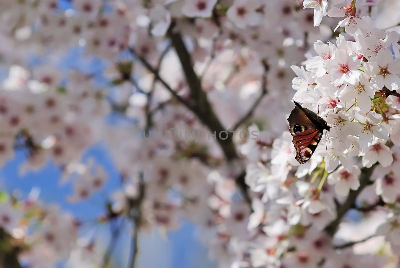 Butterfly mammals