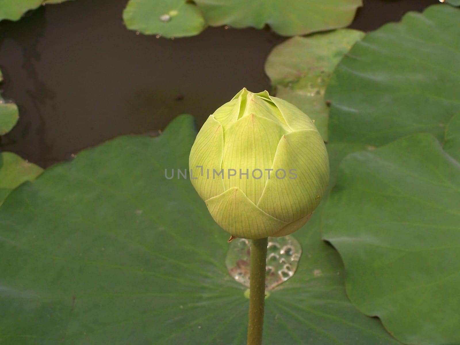 Lotus Flower