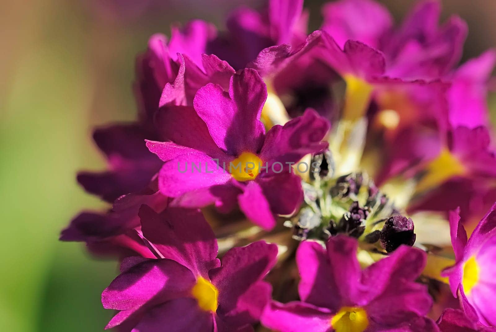 Globe Primrose Purple