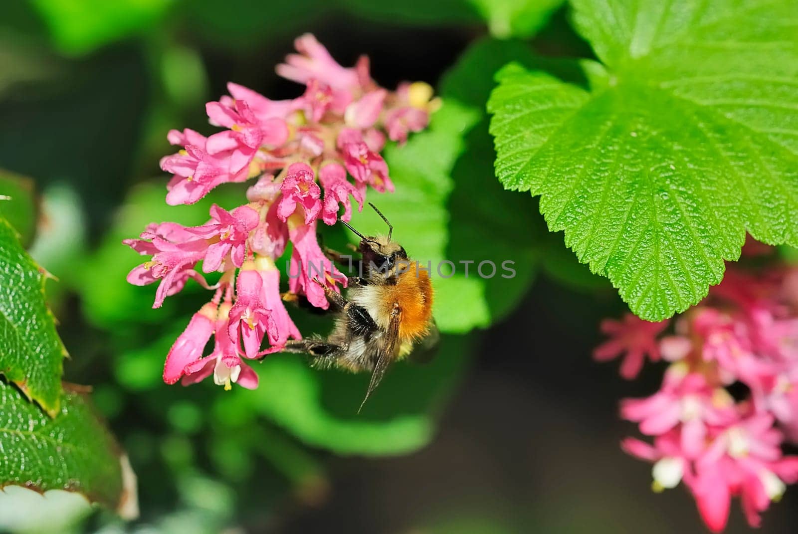 Shrub with bee 9