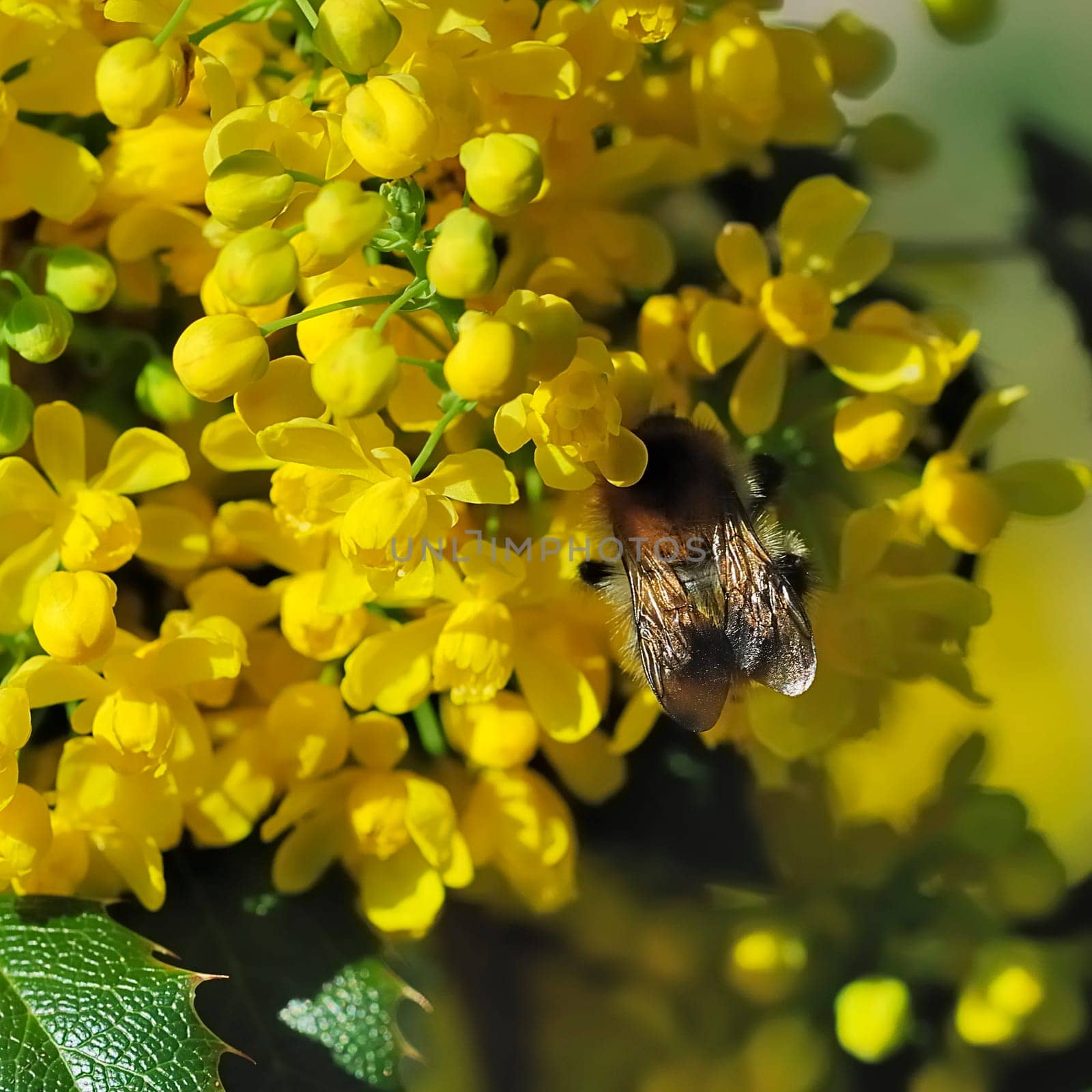 Shrub with bee 1