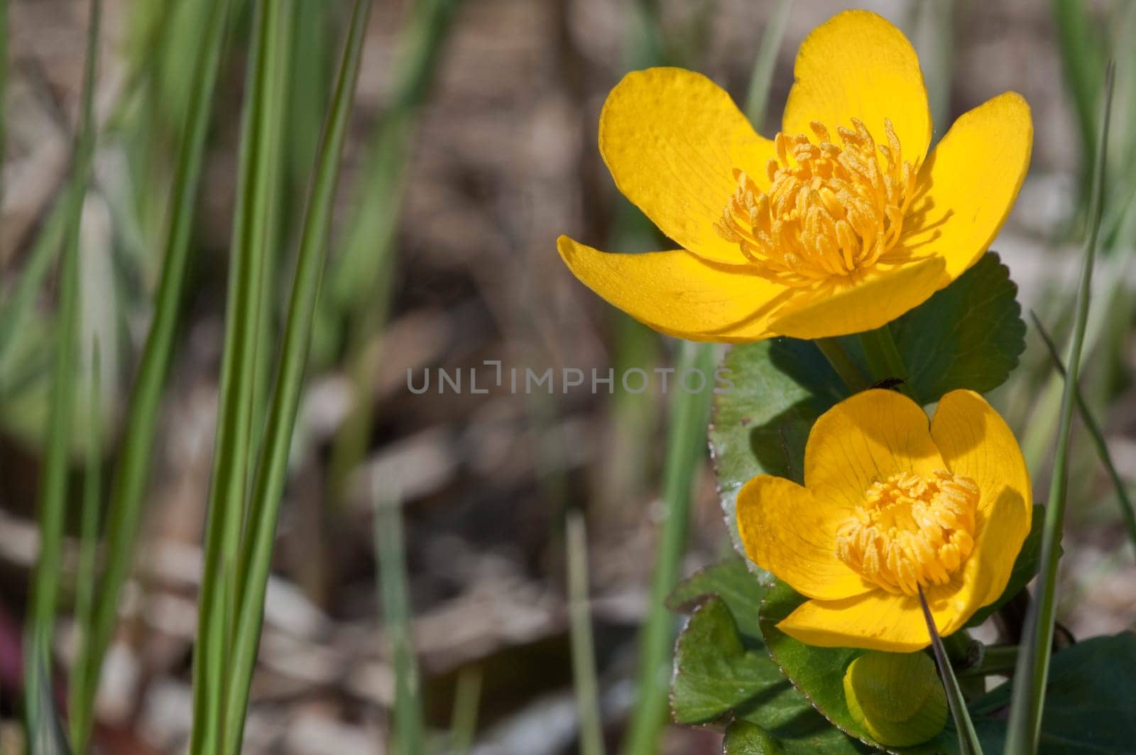 Marsh marigold Caltha palustris