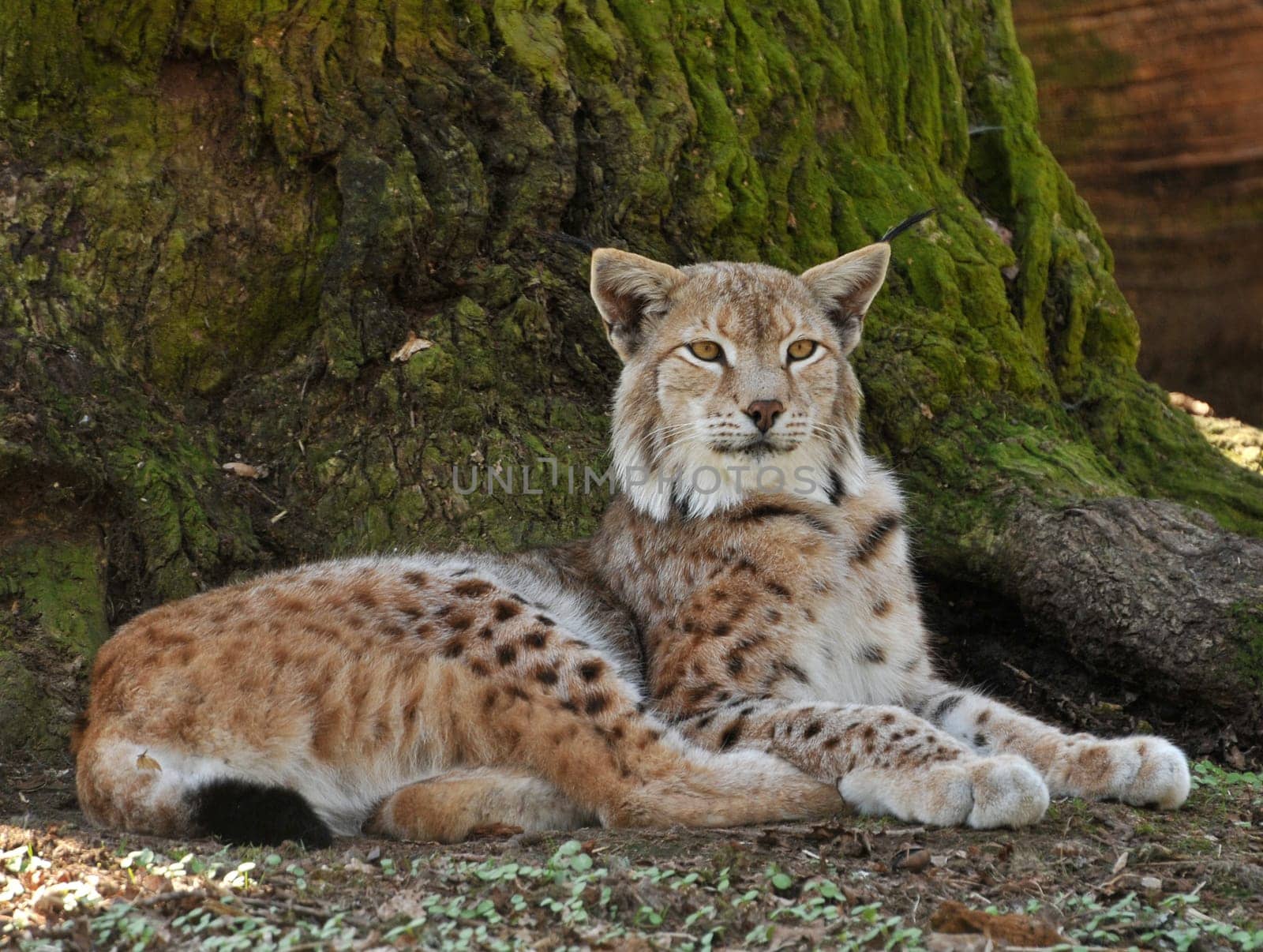 Lynx in front of oak tree