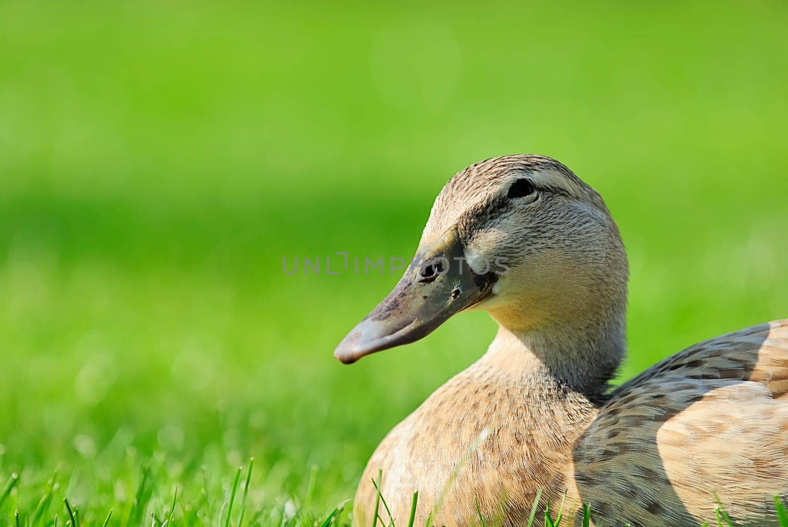 Duck Lady 2