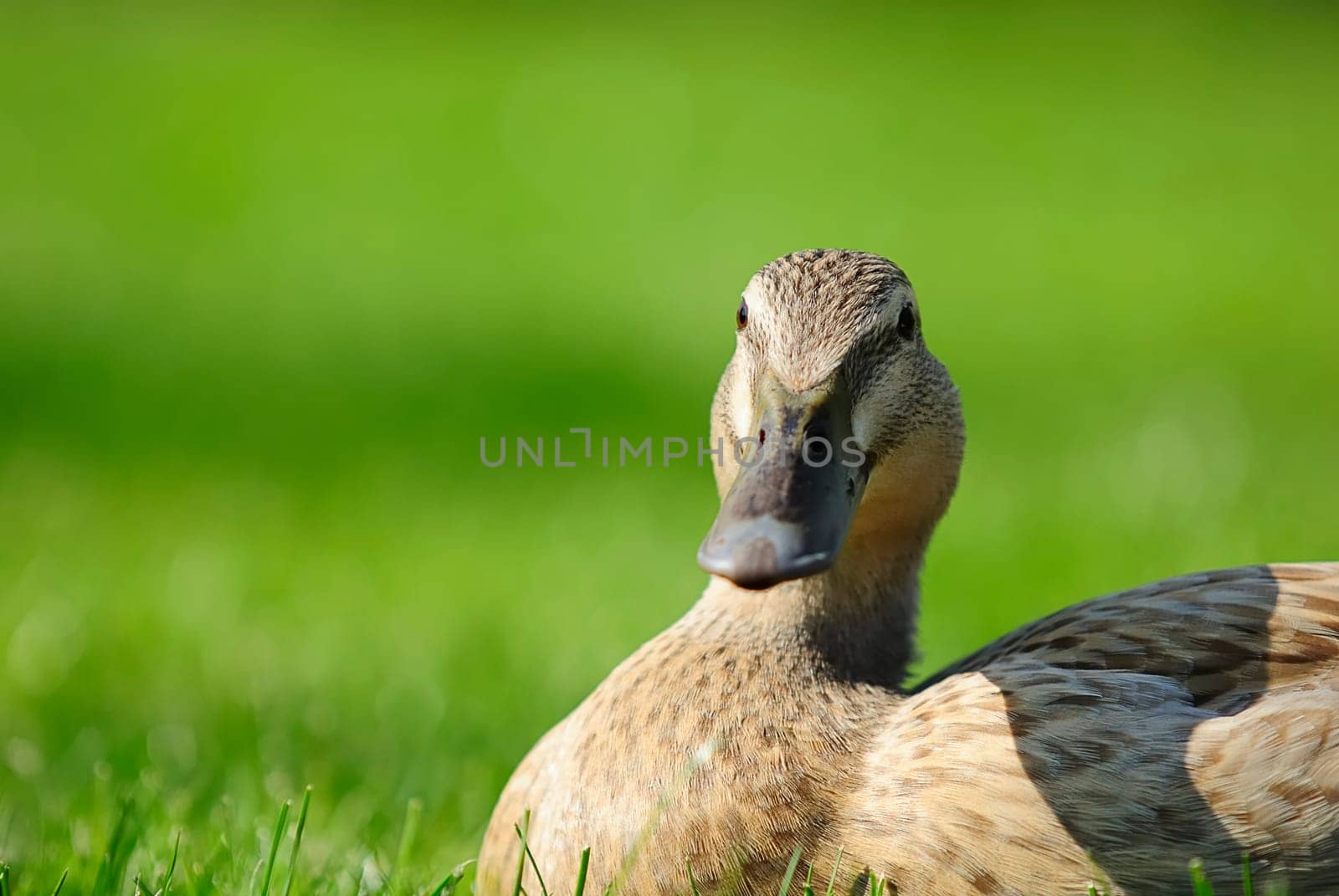 Duck Lady 4