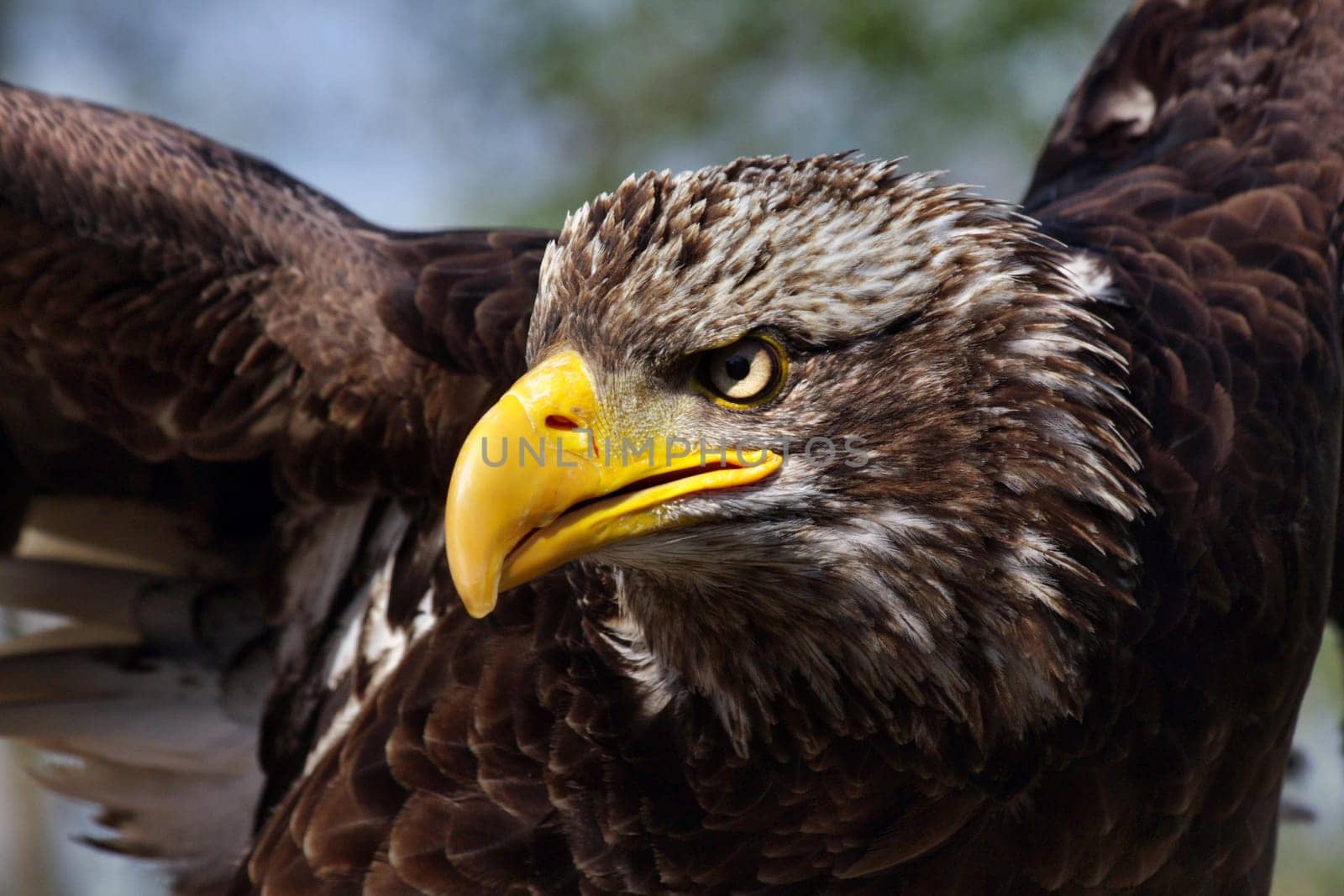 Young bald eagle