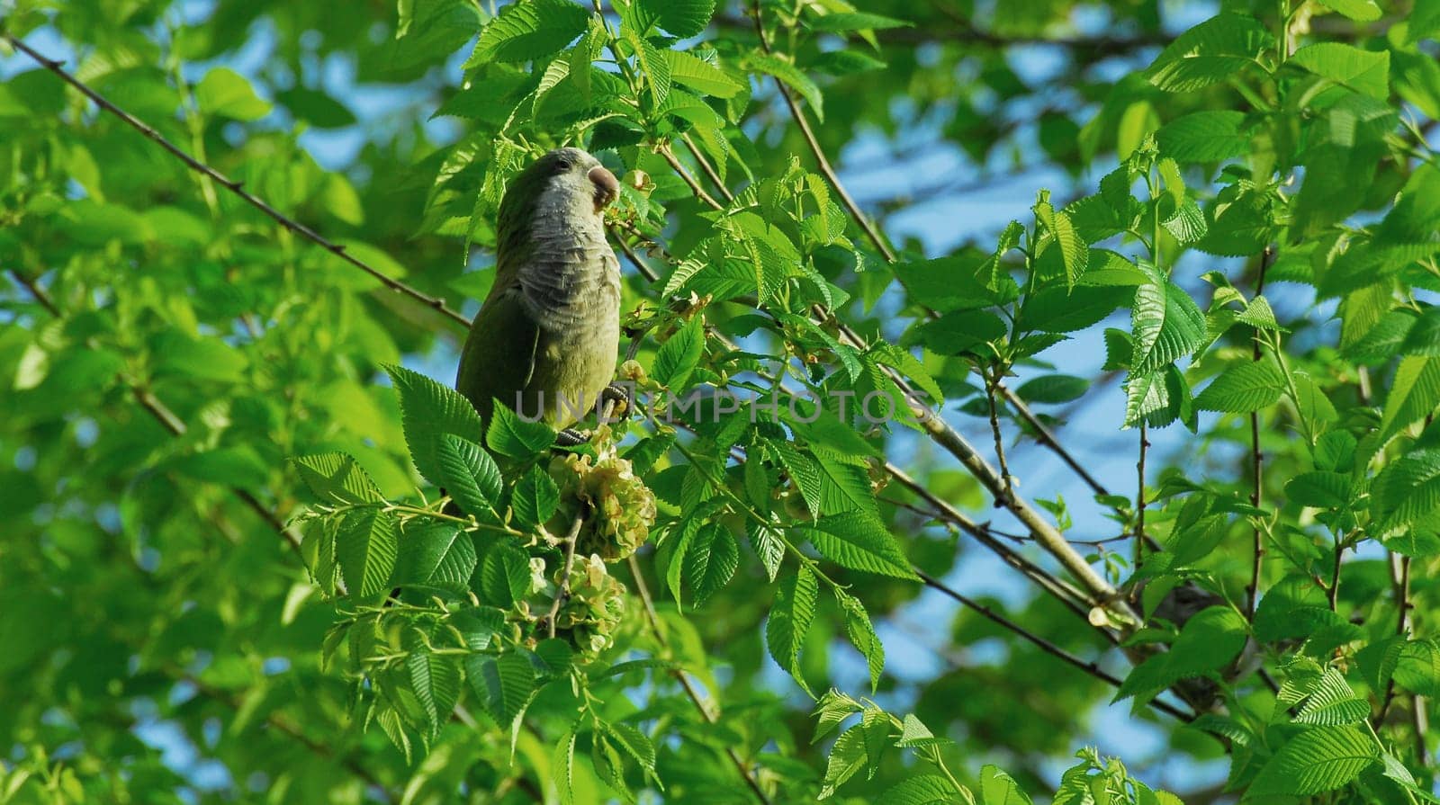 Parrots of Barcelona