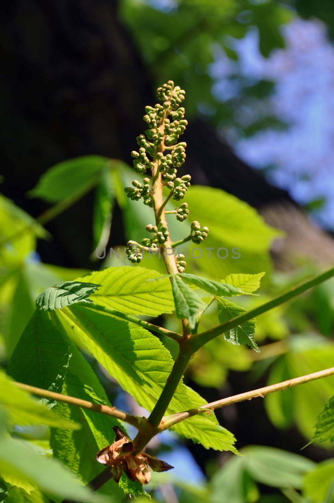 Chestnut blossom