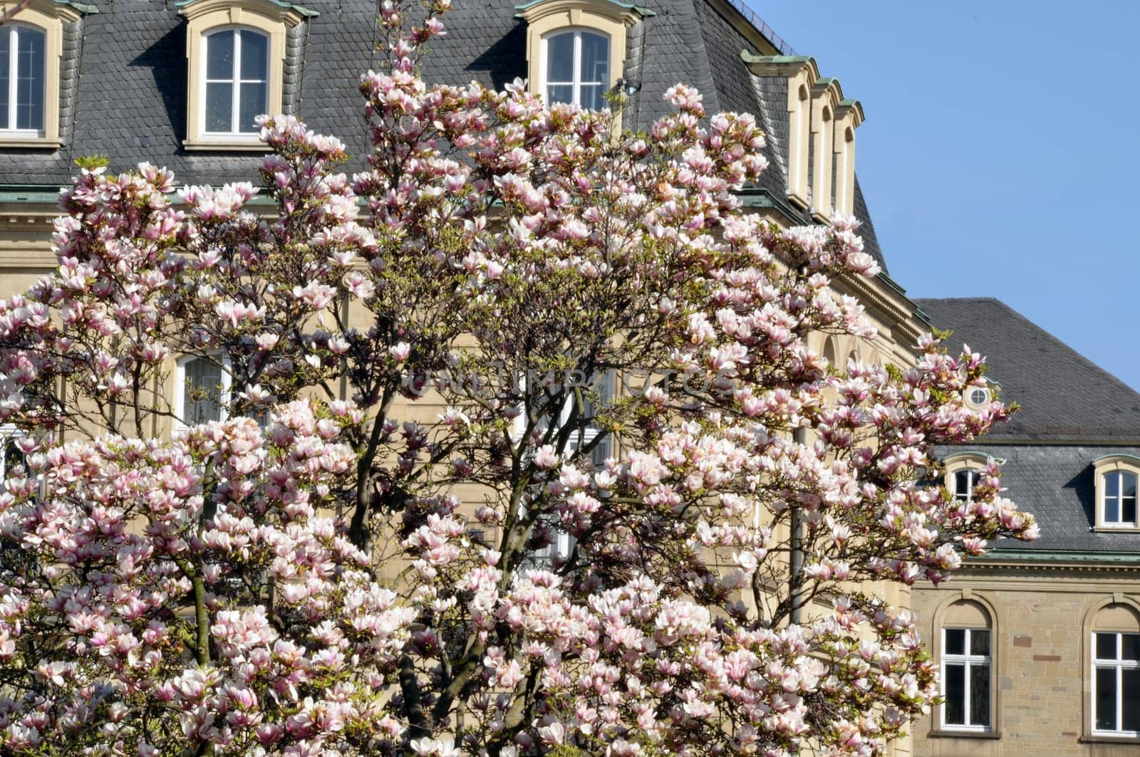 Blossoming magnolia tree