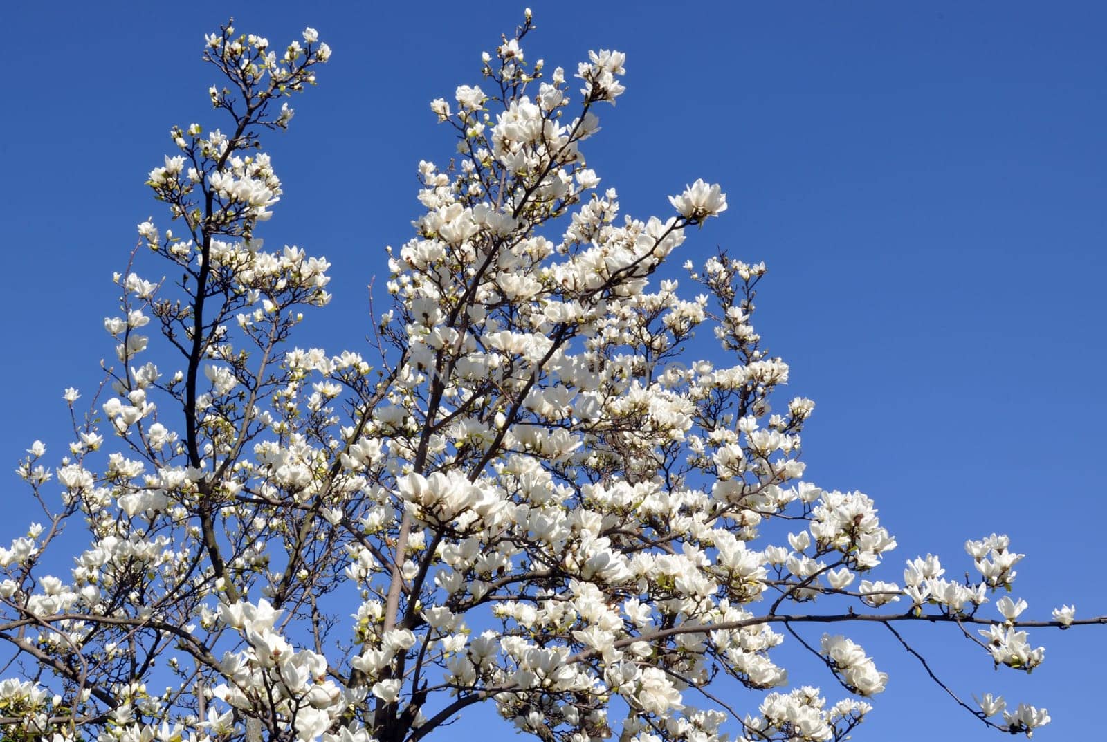 Blossoming magnolia tree