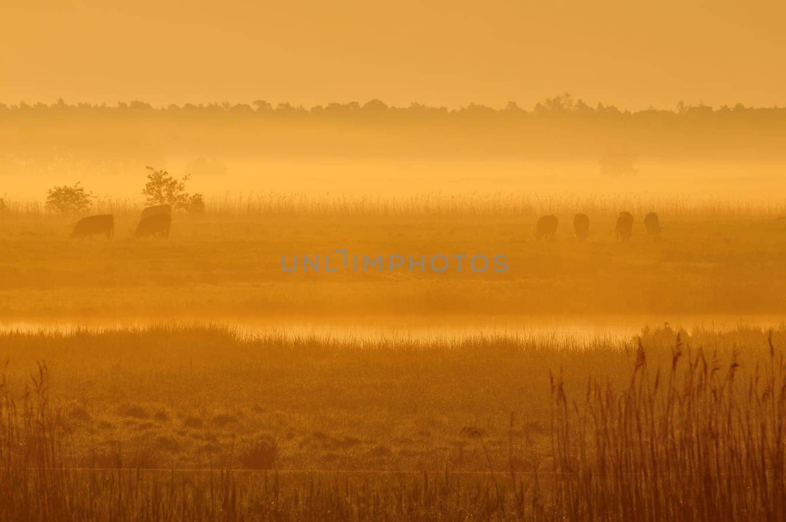 In the morning at the Darßer Bodden