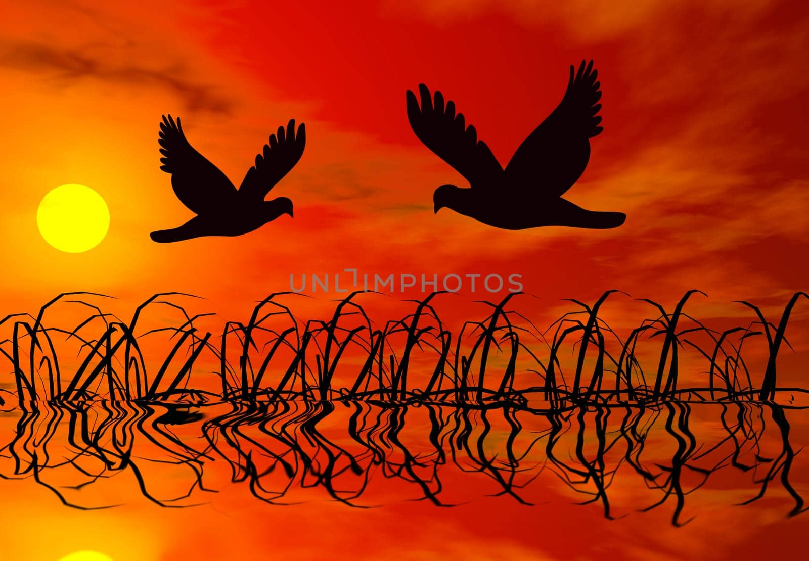 Two doves over a rice field