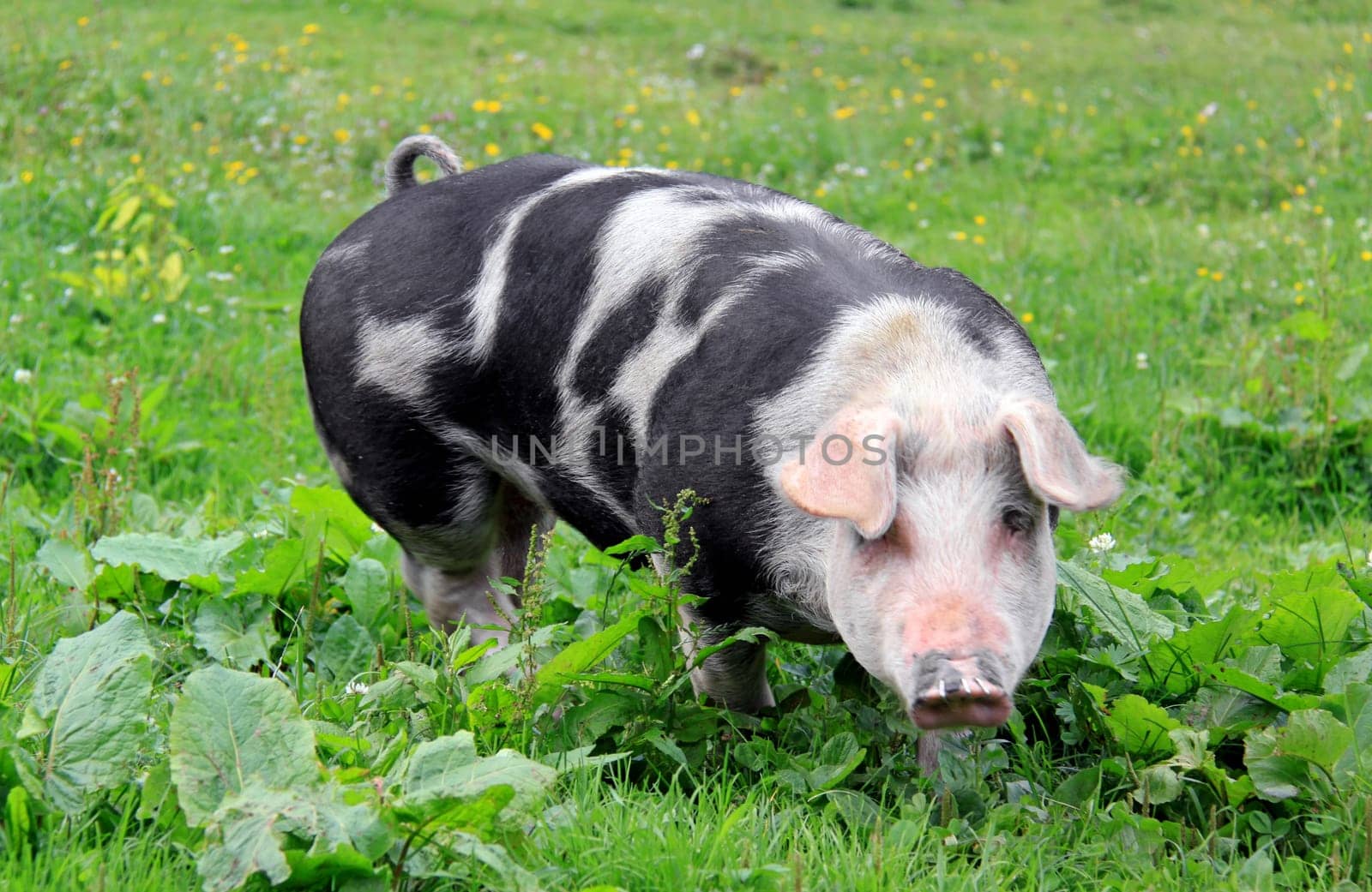 Spotted Pig