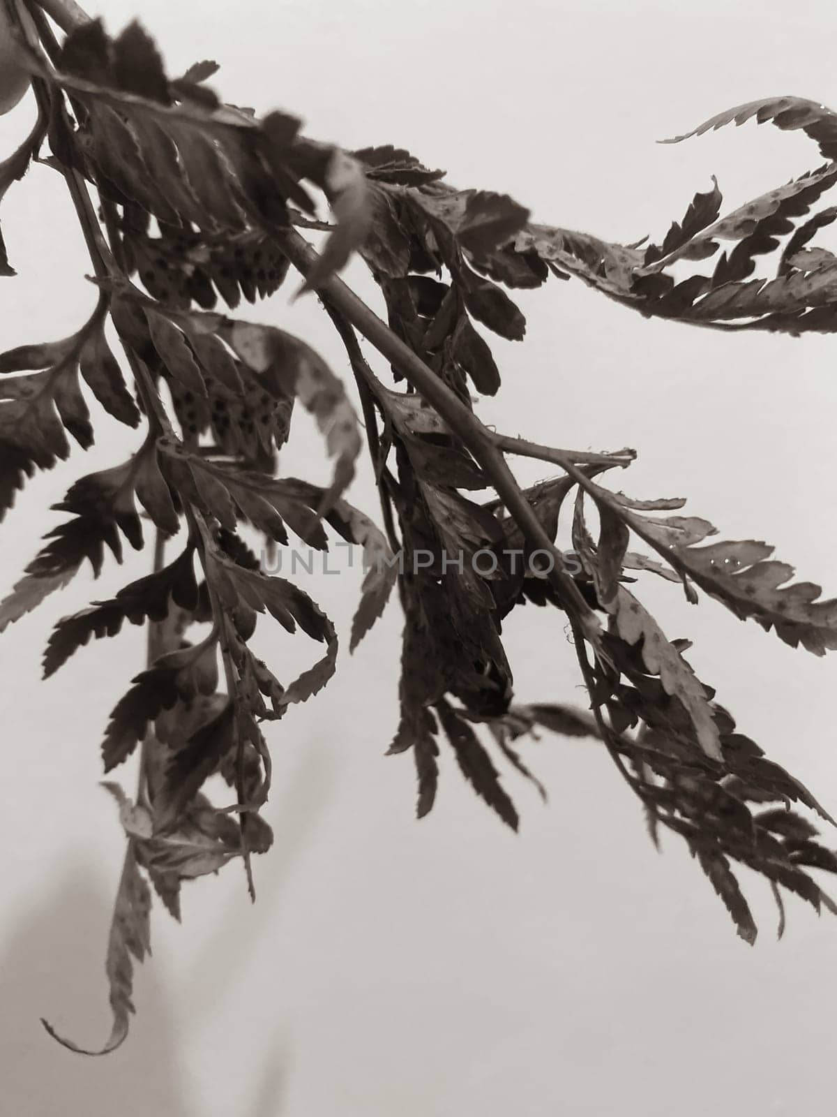 Monochrome background with leaves of plants.Aesthetic close up photo