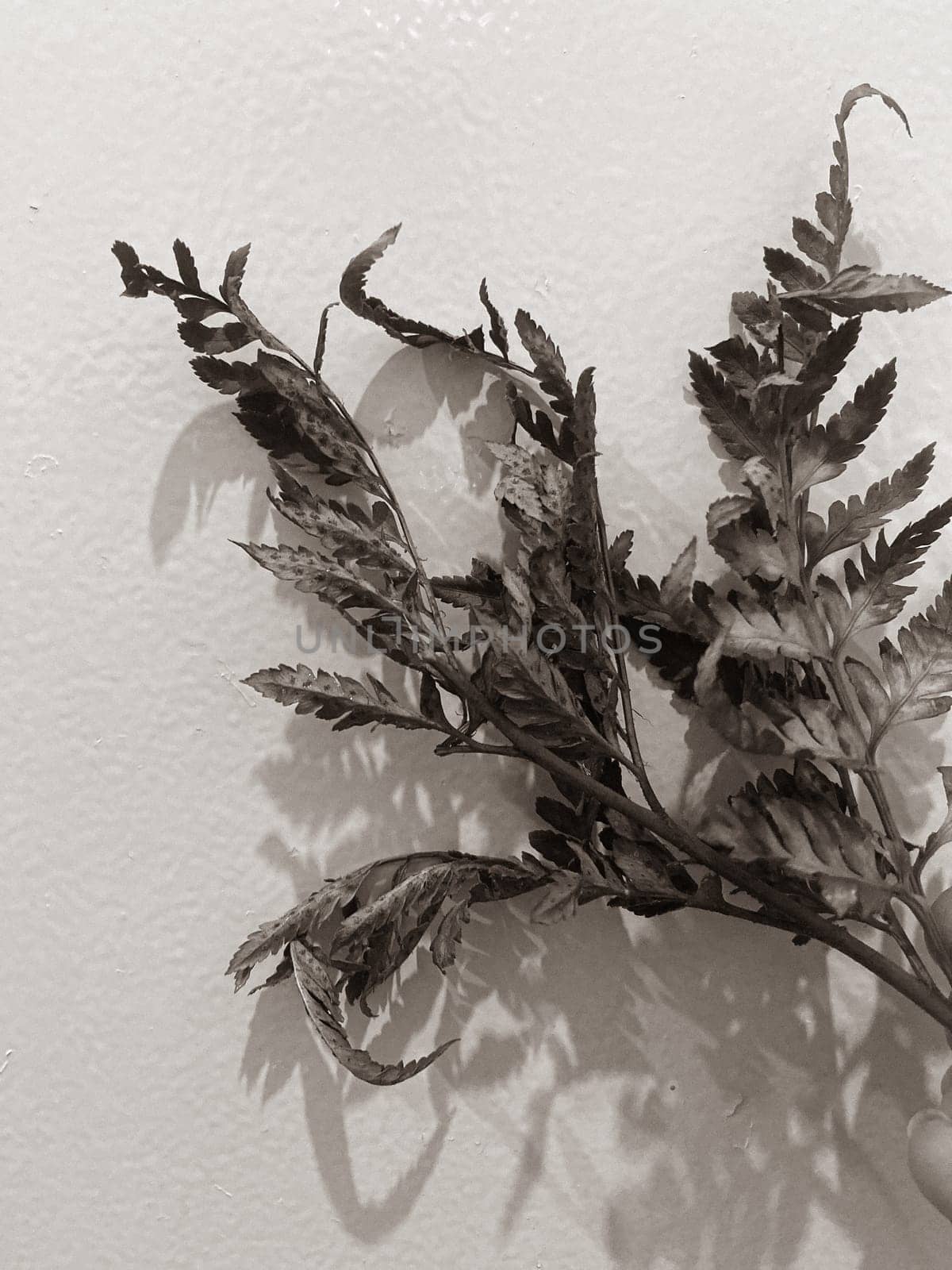 Leaves of plants and flowers on a wall background, neutral light, black-and-white close-up photo