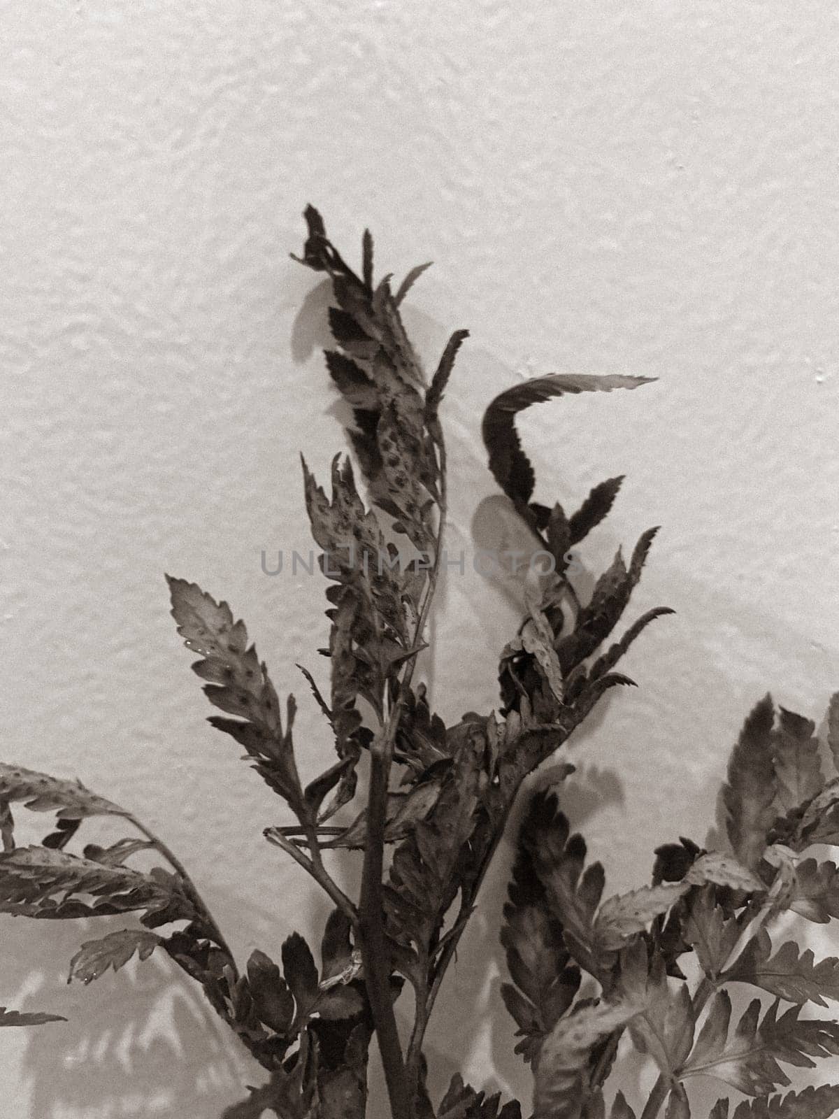 Leaves of plants and flowers on a wall background, neutral light, black-and-white close-up photo