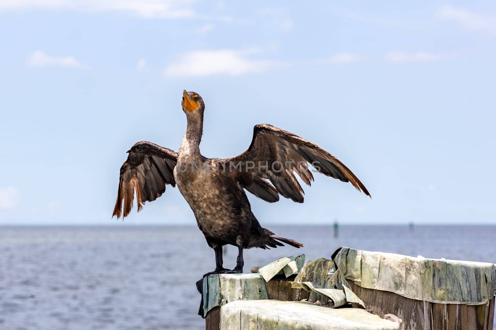 A Double-Crested Cormorant drying out it's wings on rock in the ocean, clear blue sky on background.