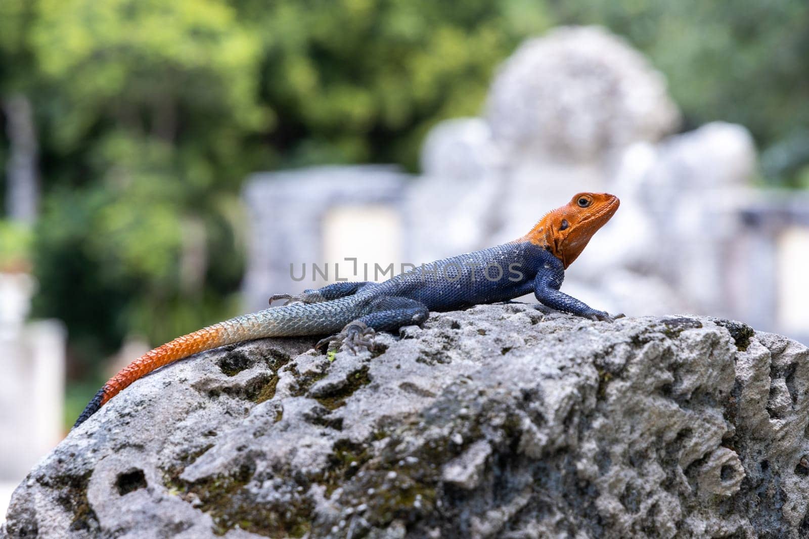 Southern rock agama lizard sitting on rock, a blue, red and orange lizard. by Khosro1