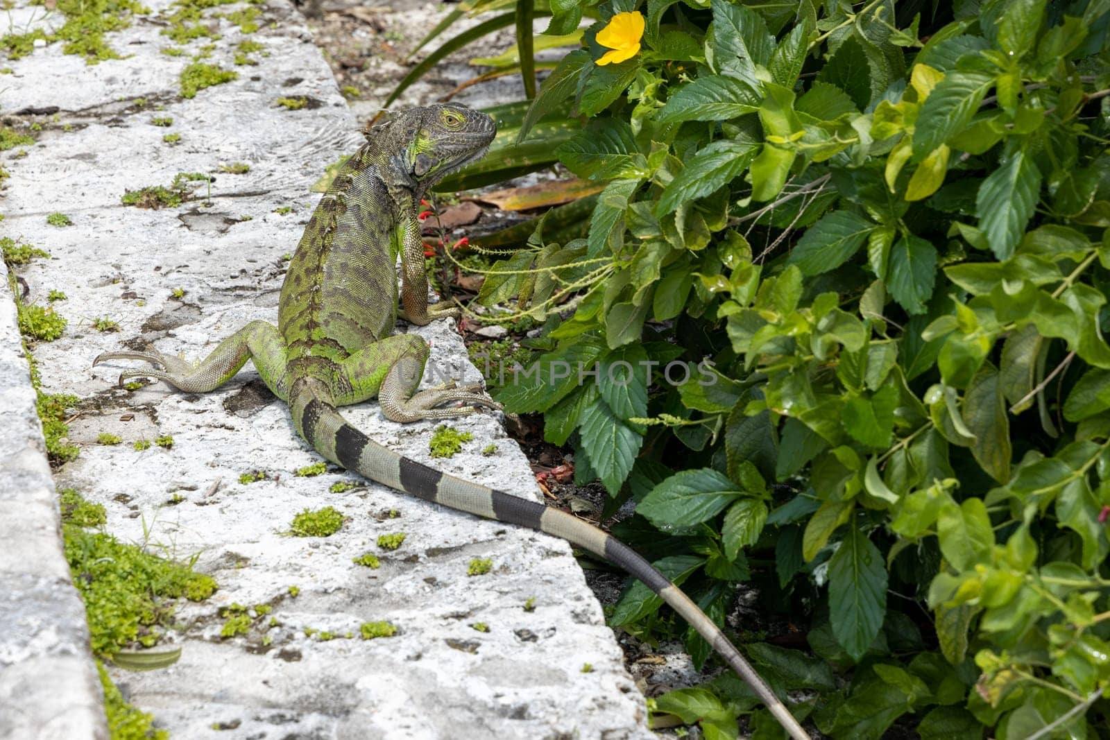 Green exotic iguana among green foliage, wild reptilian, tropical animal, wildlife.