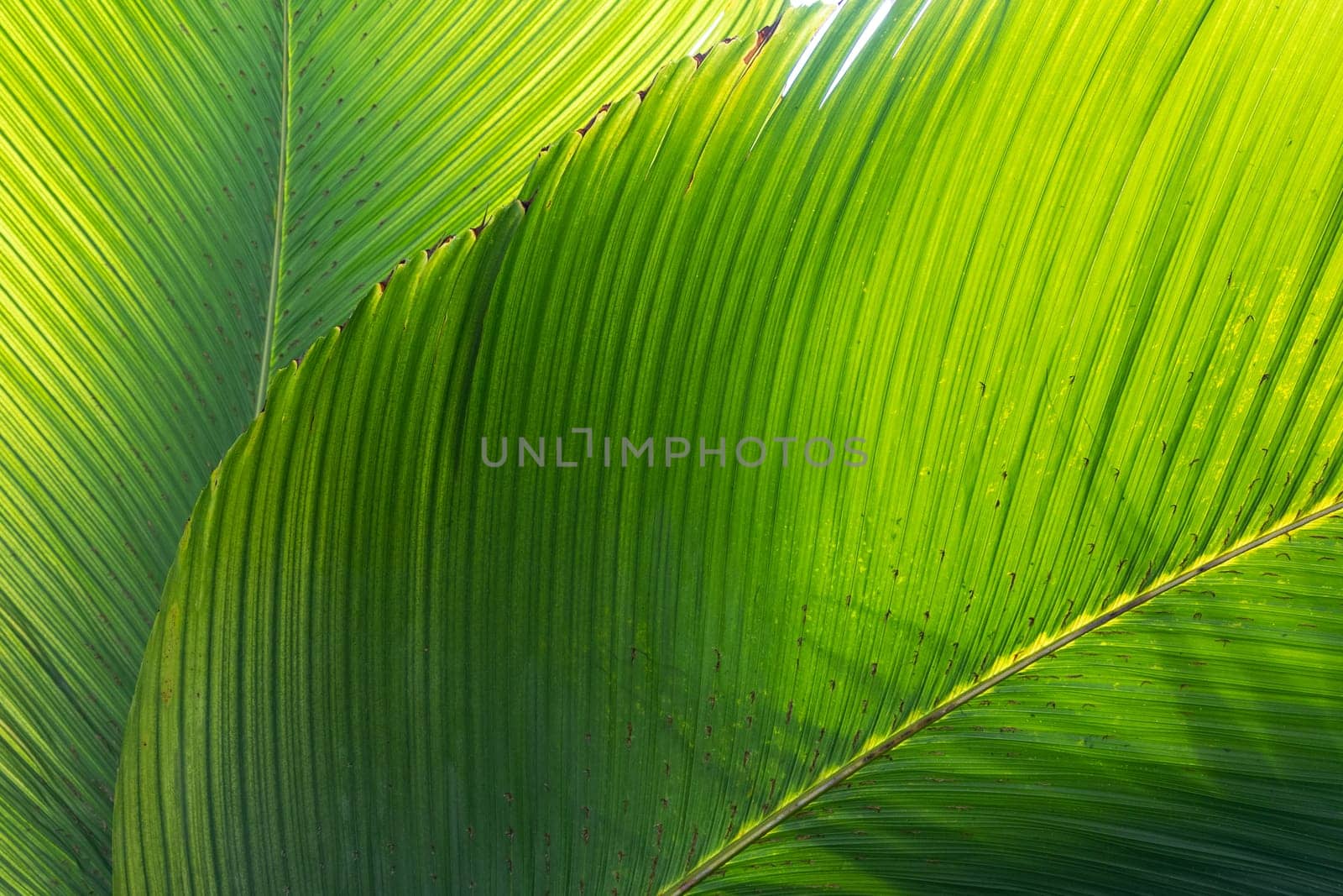 Beautiful banana leaves texture background, natural green decor, floristics botany and foliage, copy space for advertisement or promotional text.