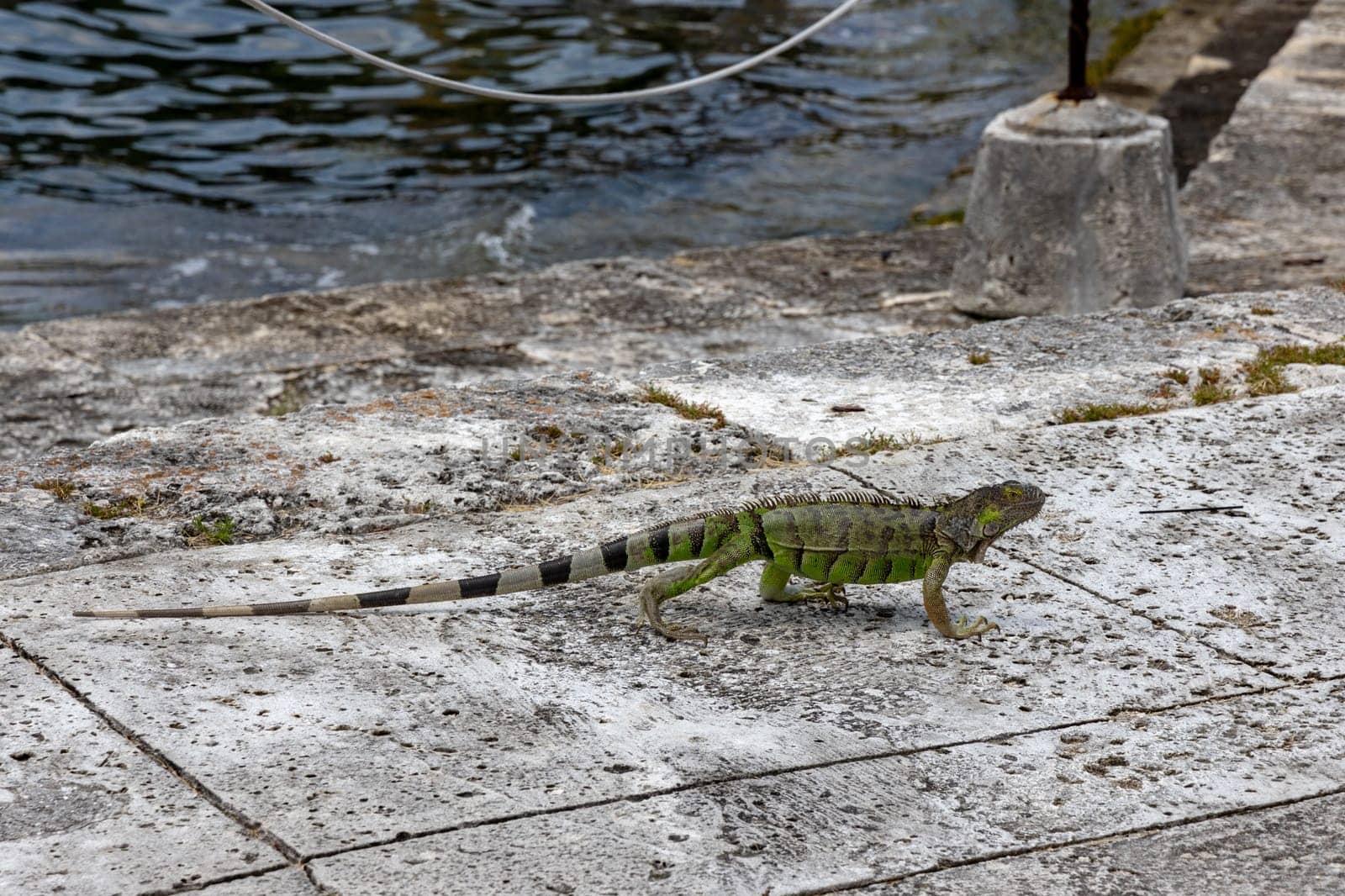 Green exotic iguana on asphalt road, wild reptilian, tropical animal. by Khosro1