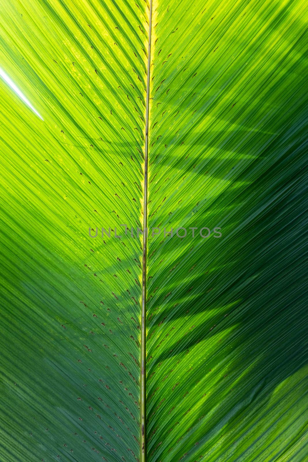 Beautiful banana leaves texture background, natural green decor, floristics botany and foliage. by Khosro1