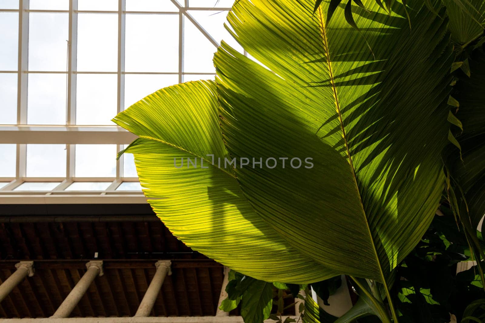 Beautiful banana leaves in sunlight shadows, natural green decor, floristics botany and foliage. by Khosro1