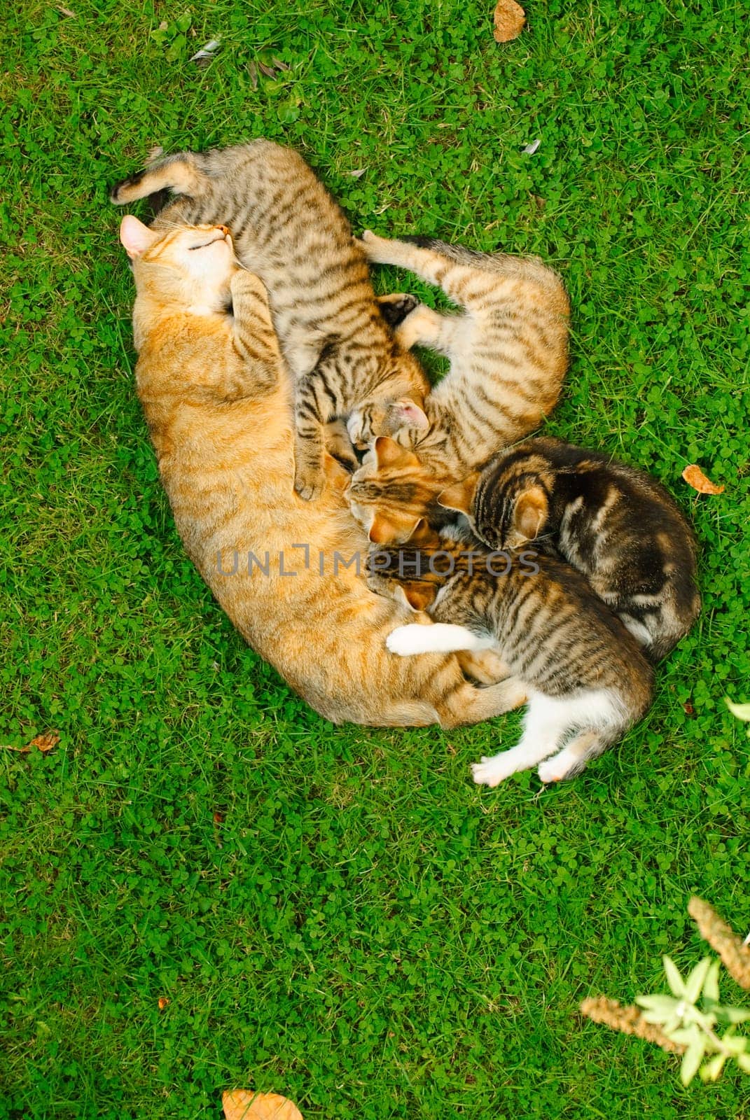 cat with kittens