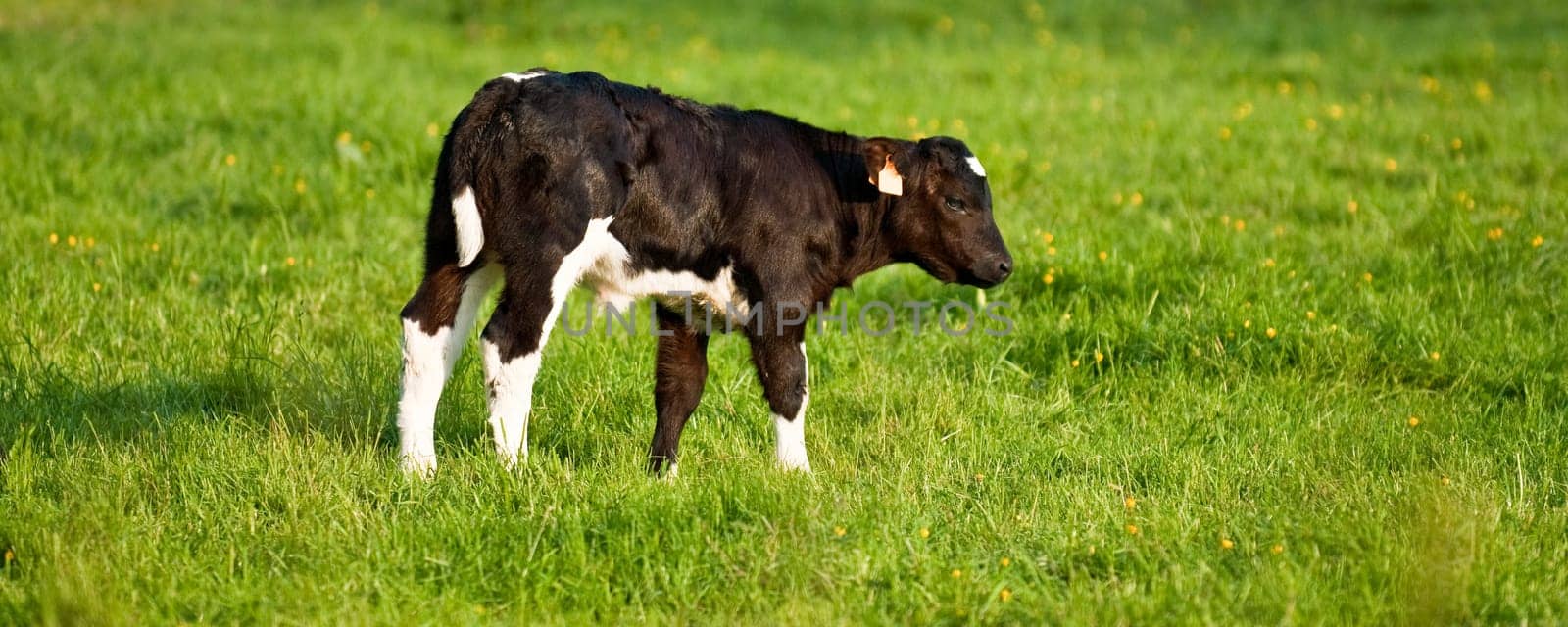 calf with green background