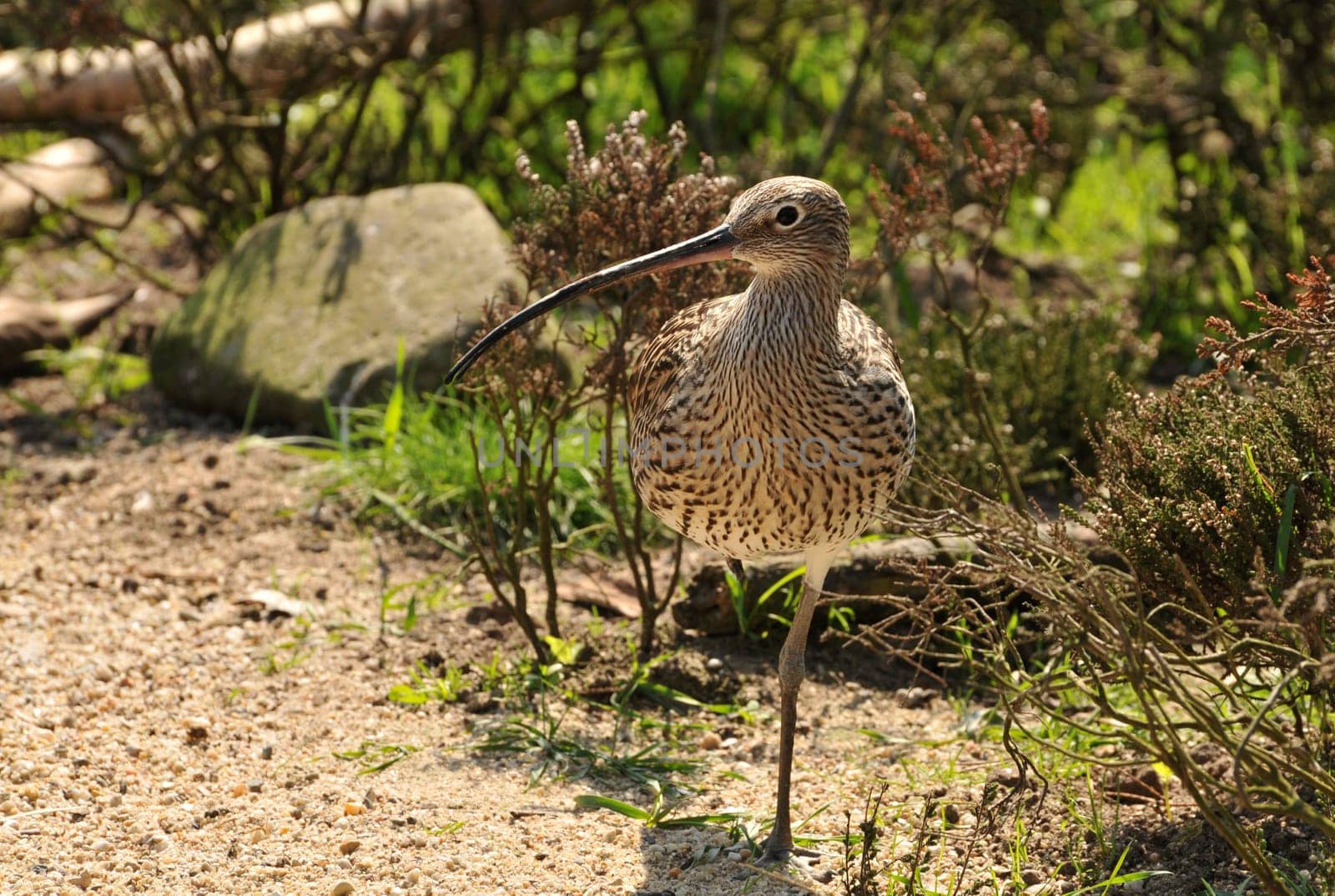 Curlew