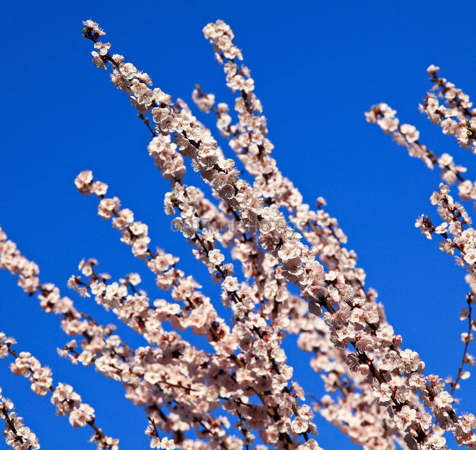 blossom cherry flower