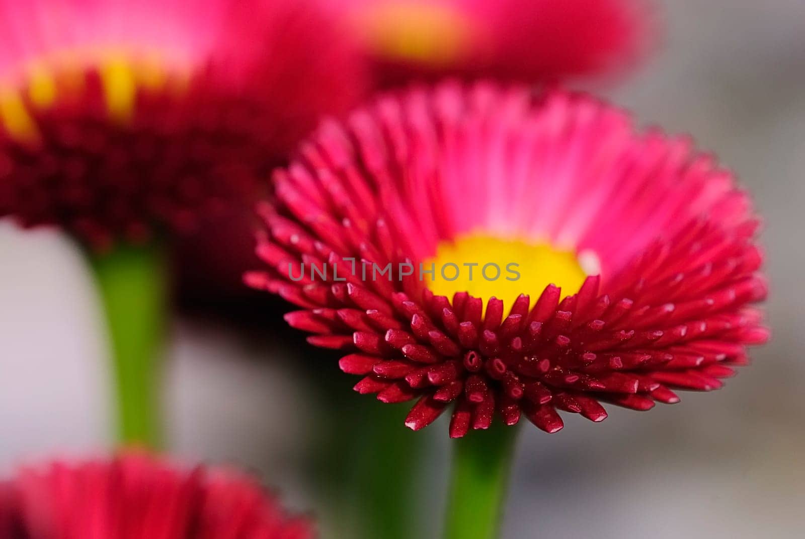 red daisy 22