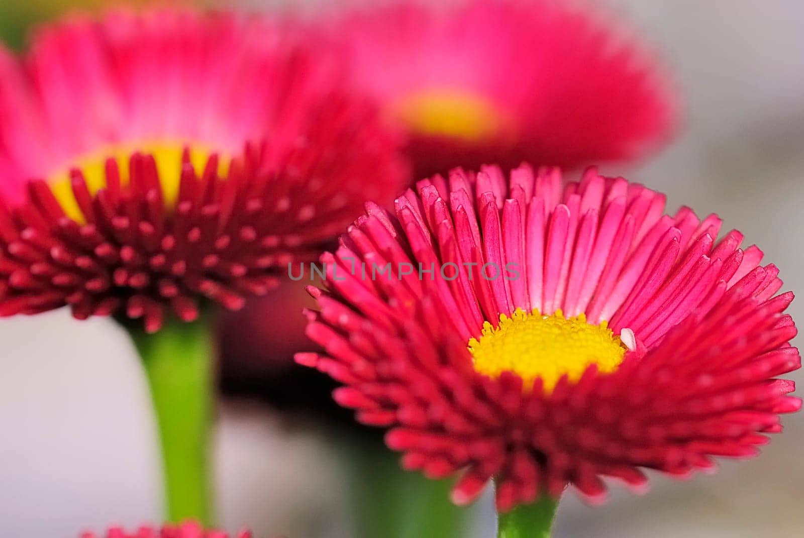 red daisy 23