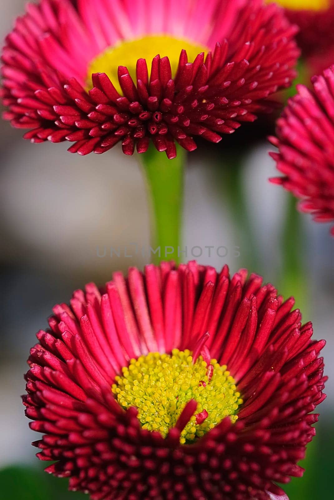 red daisy 30