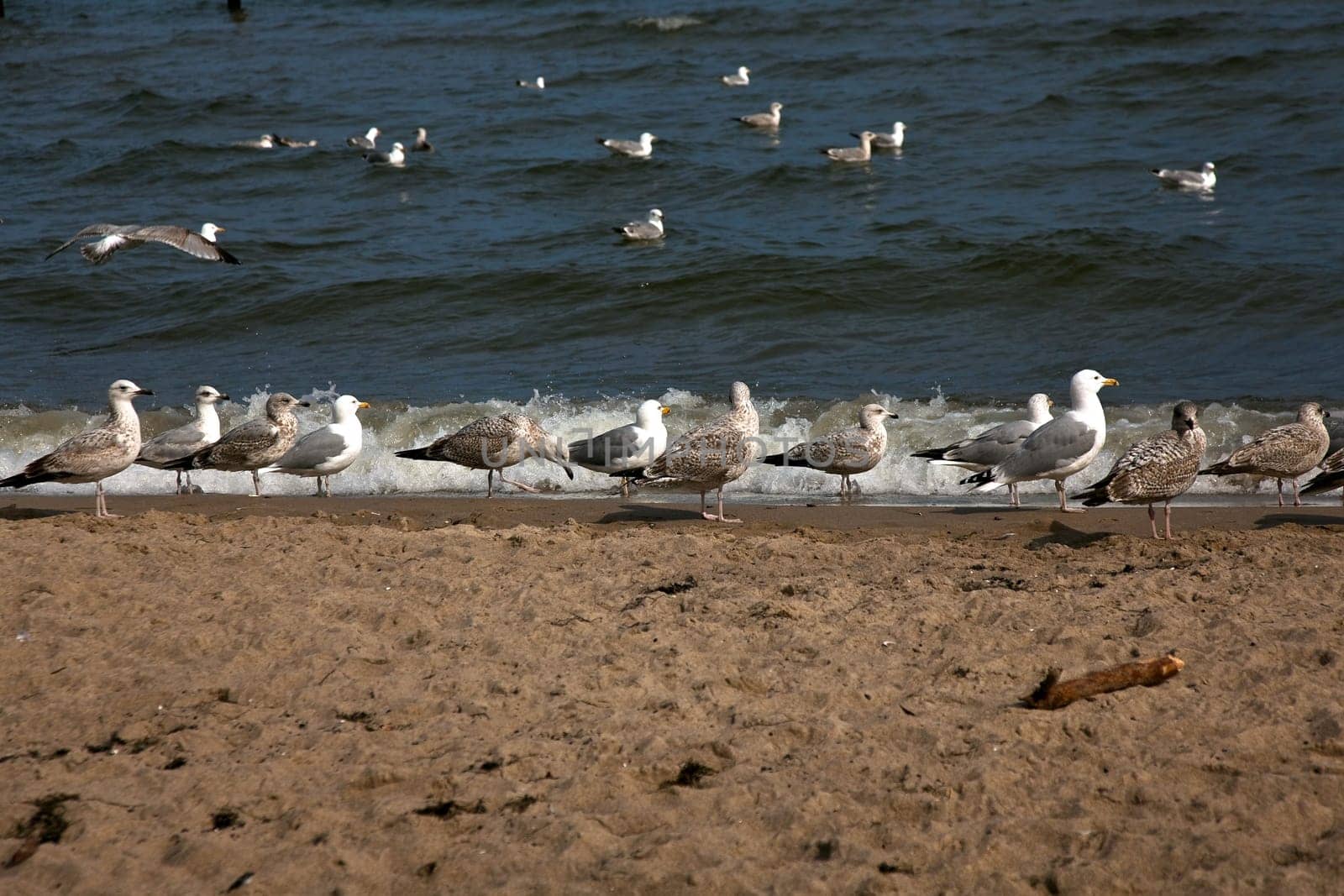 Gathering on the beach