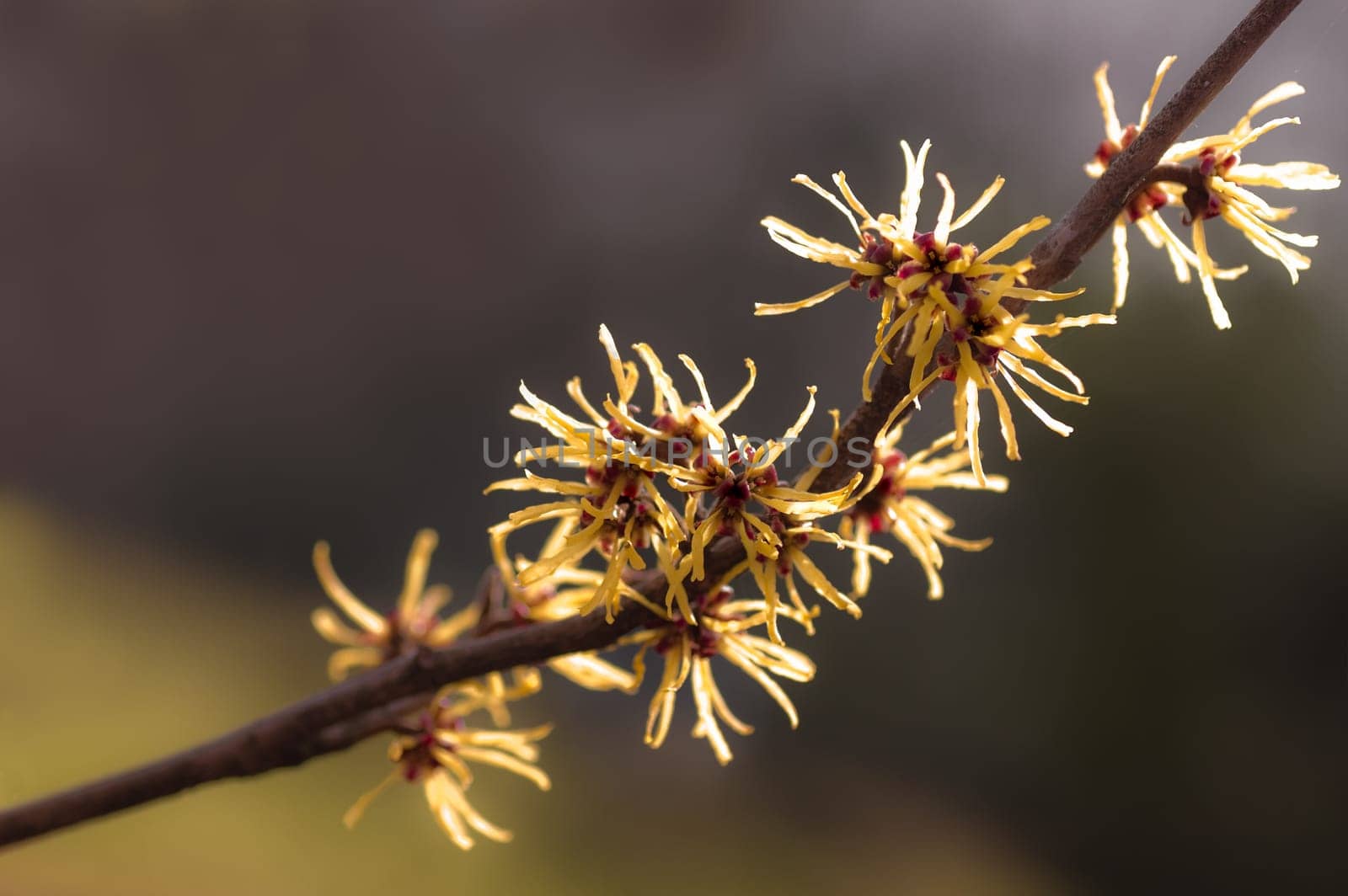 Branch of Witch-hazel in spring
