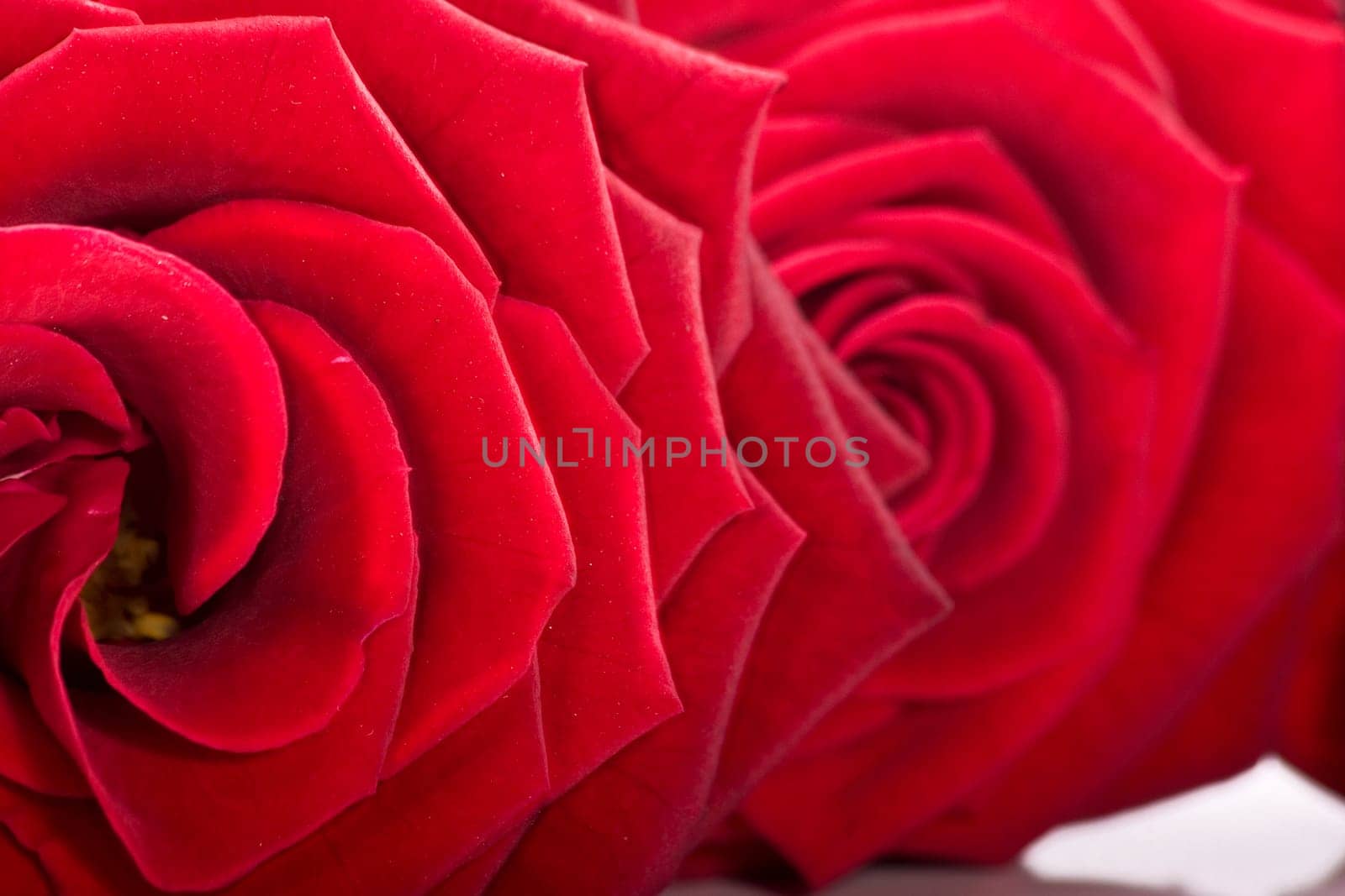 Two Roses wd674
