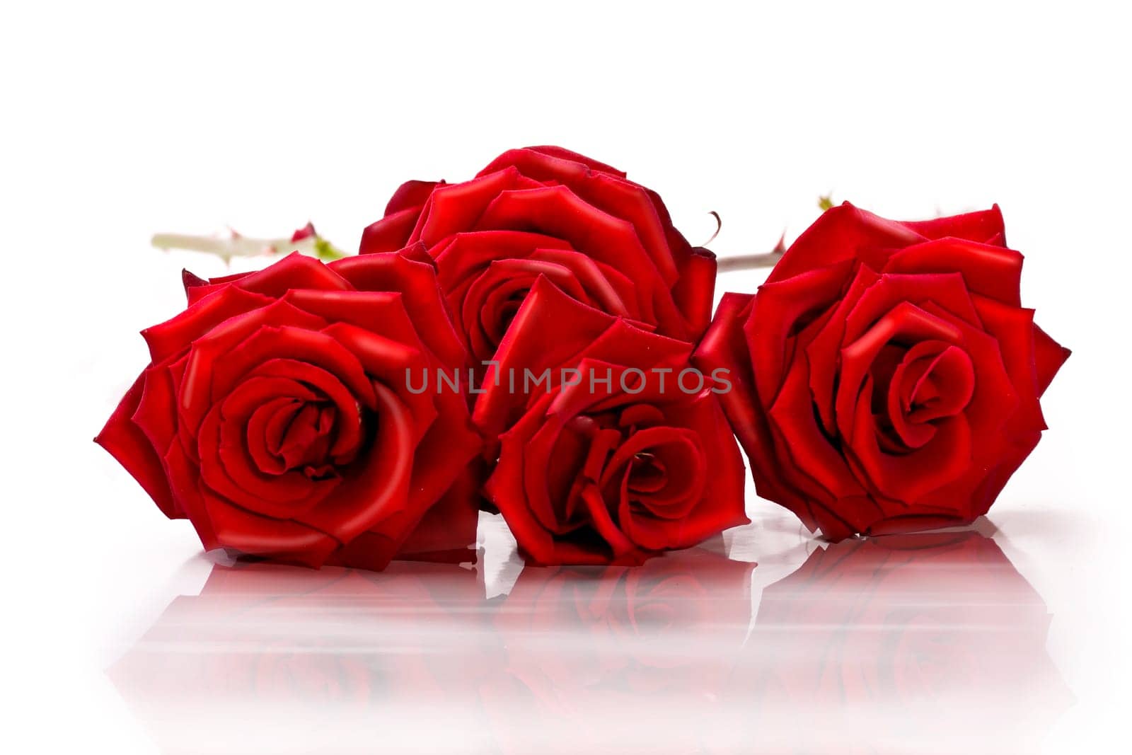 four roses wd670