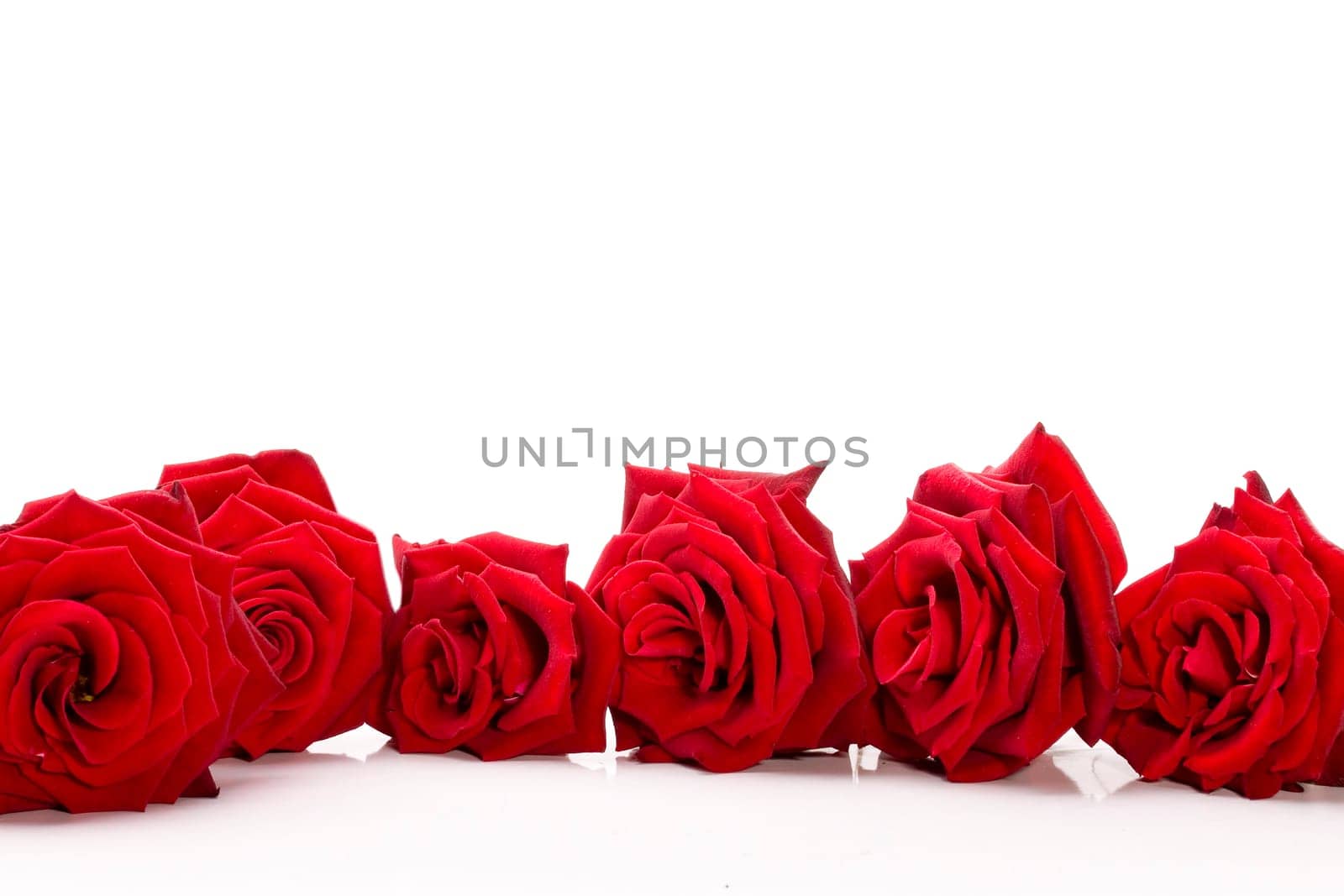 Roses lying on white wd672
