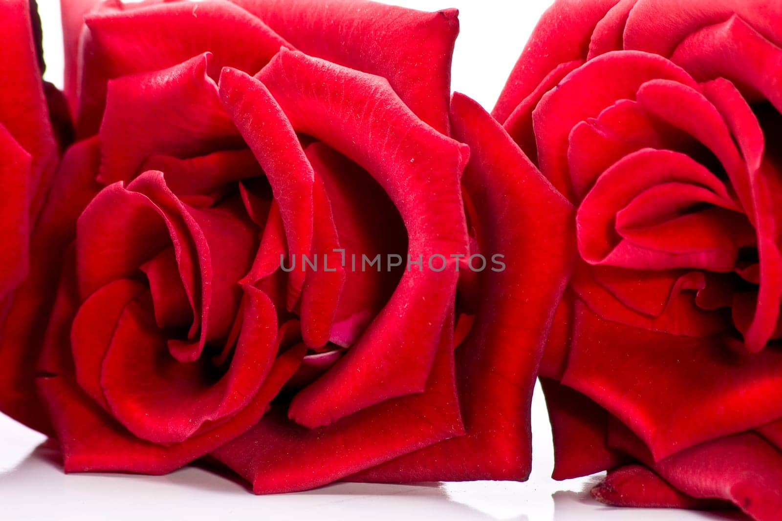 Two Roses wd675